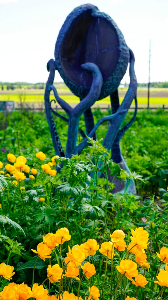 Flowers at Georgeson Botantial Garden in Fairbanks Alaska in summer.