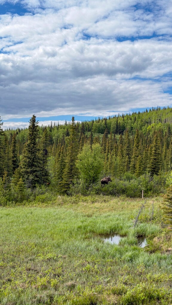 Moose in Fairbanks, Alaska.