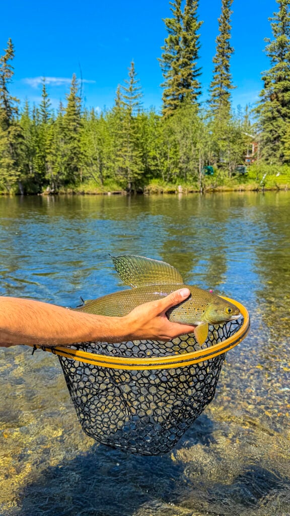 Fly fishing in the Clearwater River, one of the best things to do in Fairbanks Alaska.
