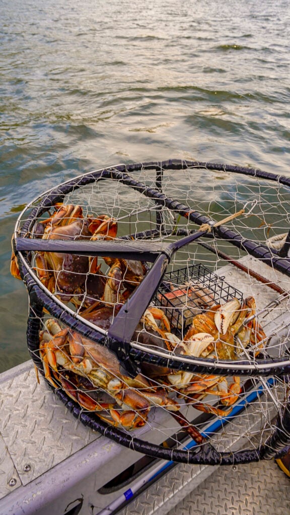 Crabs in a trap from the Into Alaska crabbing tour in Juneau, Alaska.