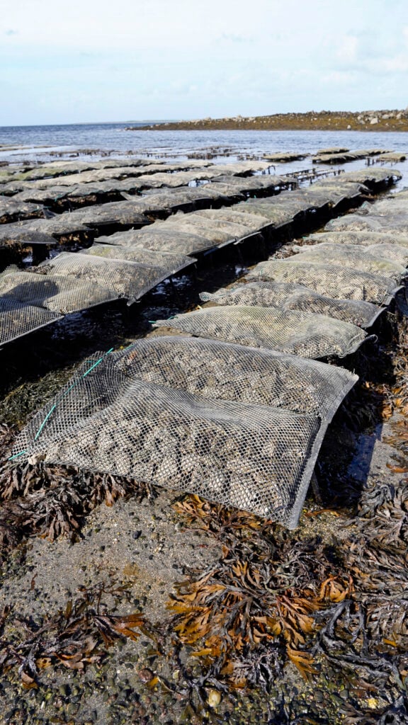 Kelly oyster farm tour.